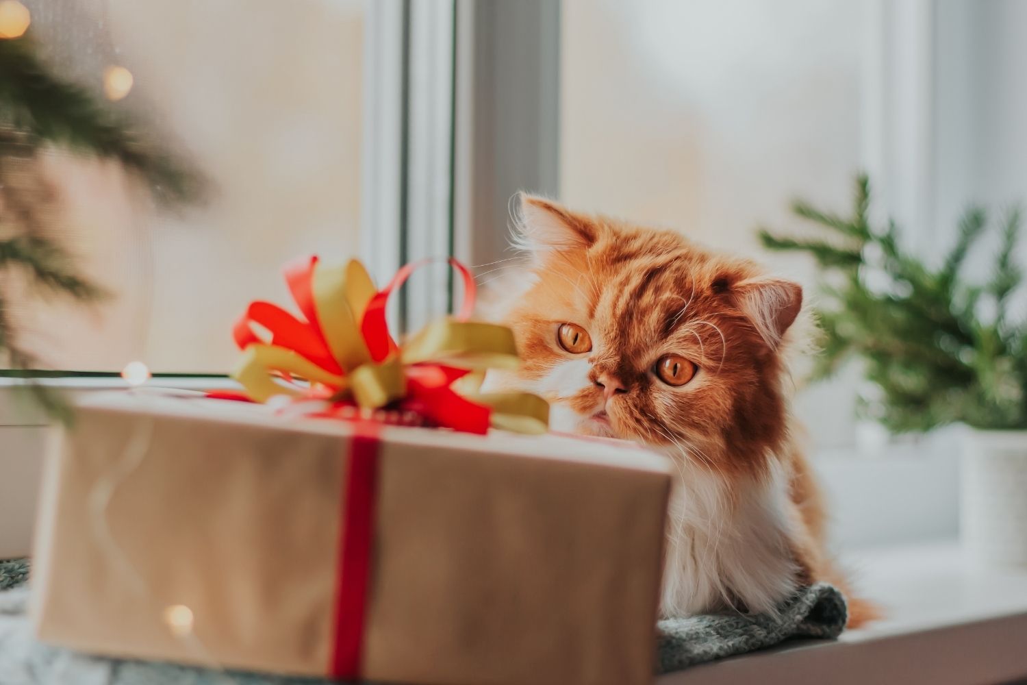 Cat with box